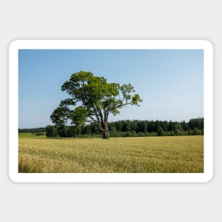 The lonely old tree in the field Sticker